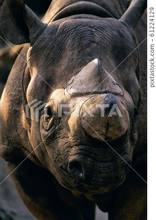 日本柏樹 61224129