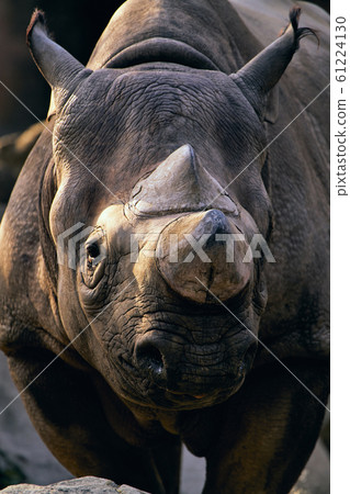 日本柏樹 61224130