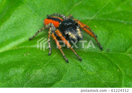 Colorful jumper spider (male of Philaeus chrysops) found in an Italian house during summer 61224312