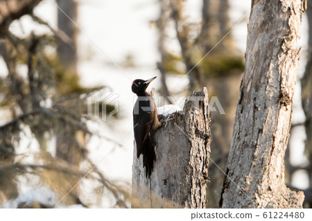 黑啄木鳥 61224480
