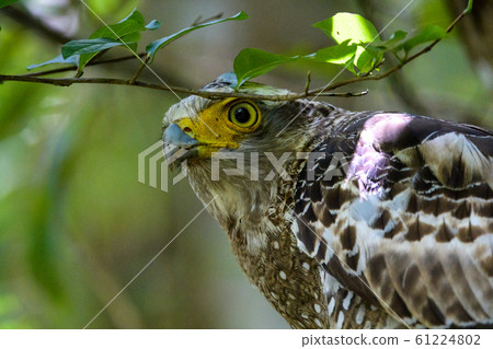 Kammuriwashi 61224802