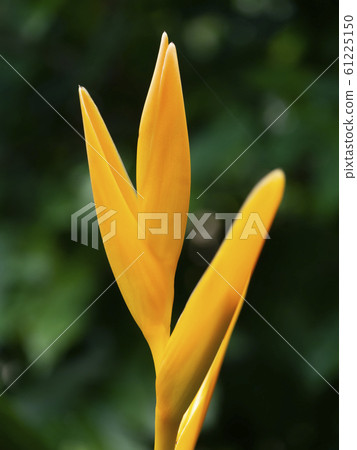 Close up pollen of Yellow Heliconia flower Close up pollen of Yellow Heliconia flower 61225150