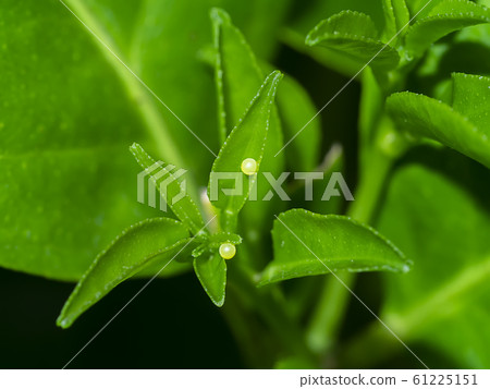 Butterfly eggs on leaves of lemon tree. Butterfly eggs on leaves of lemon tree. 61225151