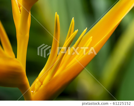 Close up pollen of Yellow Heliconia flower 61225152