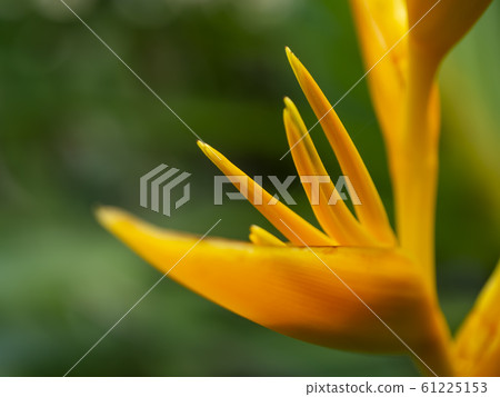 Close up pollen of Yellow Heliconia flower Close up pollen of Yellow Heliconia flower 61225153