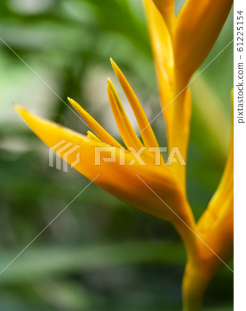 Close up pollen of Yellow Heliconia flower Close up pollen of Yellow Heliconia flower 61225154