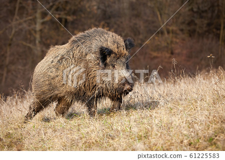 Majestic wild boar walking on a meadow in sunny autumnal morning Majestic wild boar walking on a meadow in sunny autumnal morning 61225583