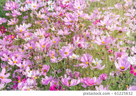 Pink and white cosmea flowers in the rays of the Pink and white cosmea flowers in the rays of the 61225632