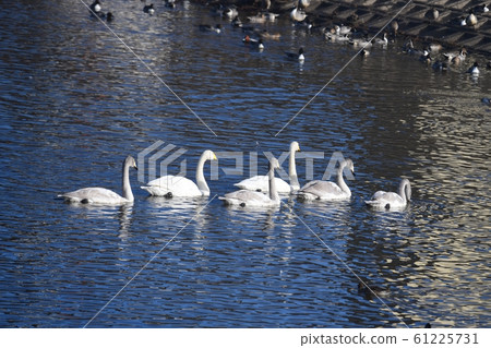 新年,4羽幼鳥,2羽成年鳥,疣鼻天鵝家族,2020年1月,野生鳥類,家庭形象材料 新年,4羽幼鳥,2羽成年鳥,疣鼻天鵝家族,2020年1月,野生鳥類,家庭形象材料 61225731