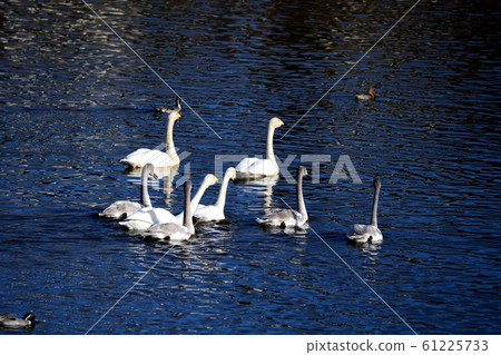 新年快樂天鵝家族,2020年1月,野生鳥類,家庭形象材料 新年快樂天鵝家族,2020年1月,野生鳥類,家庭形象材料 61225733