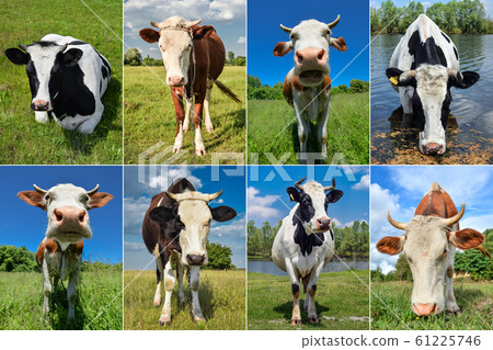 Collage of cows and cattles on the field 61225746