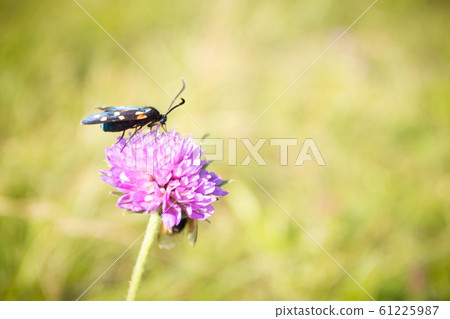Scarlet tiger moth on clover flower close up. 61225987