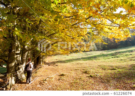 Trees in autumn season background. Autumn 61226074