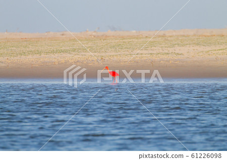 Scarlet ibis from Lencois Maranhenses National 61226098