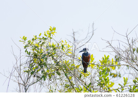 Ringed kingfisher on the nature in Pantanal, 61226128
