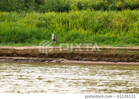 Beautiful Pantanal landscape, South America, 61226131