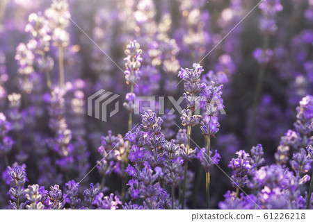 Lavender flowers in bloom in sunlight. Purple Lavender flowers in bloom in sunlight. Purple 61226218
