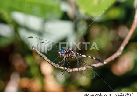 Dragonfly in rainforest Madagascar wildlife 61226684