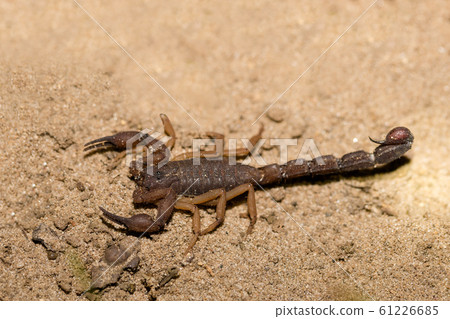Scorpions, predatory arachnids Madagascar 61226685