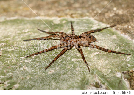 huntsman spider on tree trunk Madagascar wildlife 61226686