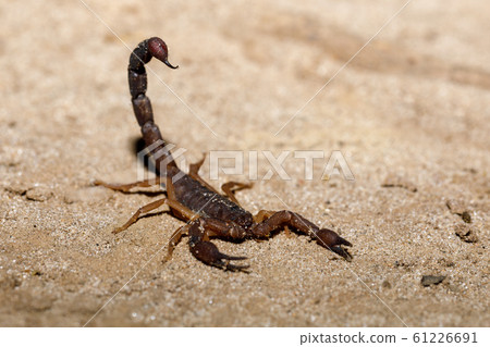 Scorpions, predatory arachnids Madagascar Scorpions, predatory arachnids Madagascar 61226691