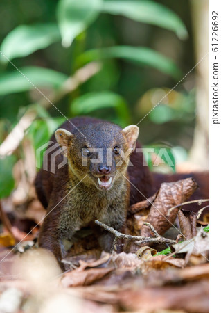 Ring-tailed mongoose, Galidia elegans, Madagascar 61226692