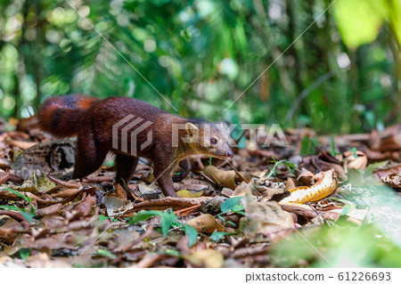Ring-tailed mongoose, Galidia elegans, Madagascar 61226693