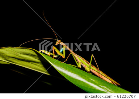 praying mantis Africa Madagascar wildlife 61226707