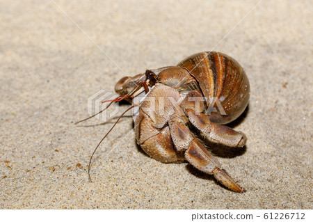 hermit crab on beach in snail shell Madagascar 61226712