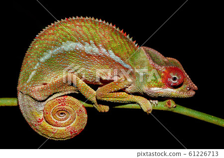 panther chameleon, Furcifer pardalis, Madagascar 61226713