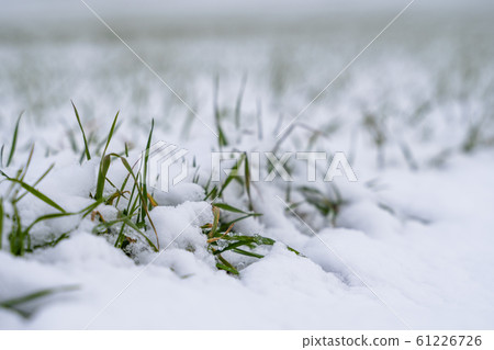 Wheat field covered with snow in winter season. Winter wheat. Green grass, lawn under the snow. Harvest in the cold. Growing grain crops for bread. Agriculture process with a crop cultures. Wheat field covered with snow in winter season. Winter wheat. Green grass, lawn under the snow. Harvest in the cold. Growing grain crops for bread. Agriculture process with a crop cultures. 61226726