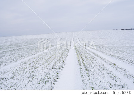 Wheat field covered with snow in winter season. Winter wheat. Green grass, lawn under the snow. Harvest in the cold. Growing grain crops for bread. Agriculture process with a crop cultures. Wheat field covered with snow in winter season. Winter wheat. Green grass, lawn under the snow. Harvest in the cold. Growing grain crops for bread. Agriculture process with a crop cultures. 61226728