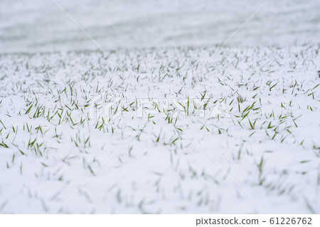 Wheat field covered with snow in winter season. Winter wheat. Green grass, lawn under the snow. Harvest in the cold. Growing grain crops for bread. Agriculture process with a crop cultures. Wheat field covered with snow in winter season. Winter wheat. Green grass, lawn under the snow. Harvest in the cold. Growing grain crops for bread. Agriculture process with a crop cultures. 61226762