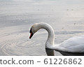 White swan bird on lake with water drop 61226862