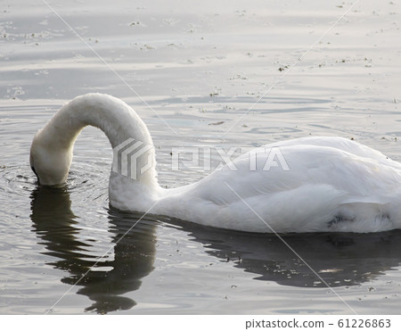 White swan with head underwater on lake 61226863