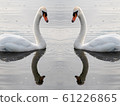 Two white swans on water with reflection 61226865
