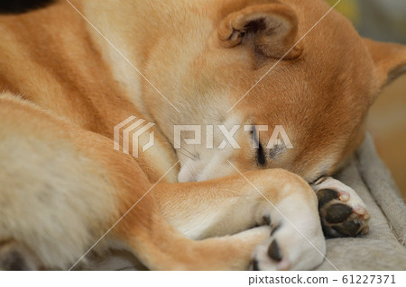 Sleepy Shiba Inu Sleepy Shiba Inu 61227371