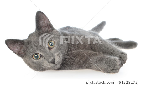 Small gray shorthair kitten lie isolated Small gray shorthair kitten lie isolated 61228172