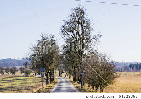 trees on blue sky background in czech 61228363