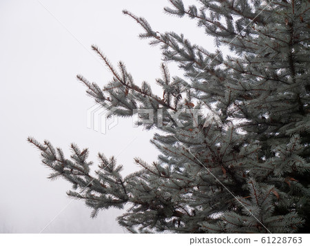 Closeup view on branches of blue spruce 61228763