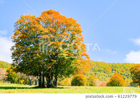 Sasagamine Highland / Autumn 61229779