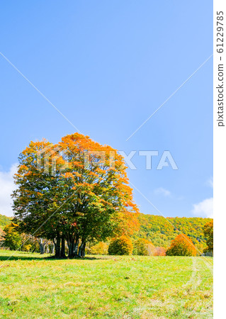 Sasagamine Highland / Autumn 61229785