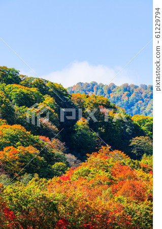 Sasagamine Highland / Autumn 61229794