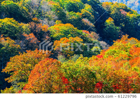 Sasagamine Highland / Autumn 61229796
