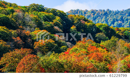 Sasagamine高地/秋天 61229799