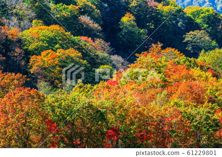 Sasagamine Highland / Autumn 61229801