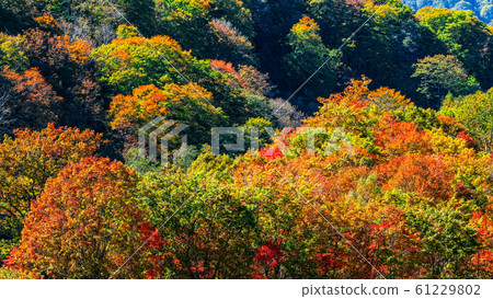 Sasagamine Highland / Autumn 61229802
