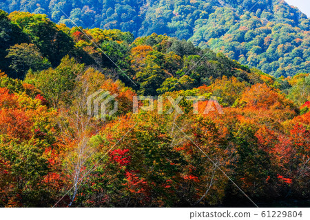 Sasagamine Highland / Autumn 61229804