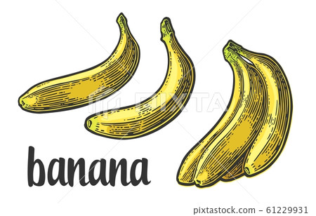 Two single and bunches of fresh banana Two single and bunches of fresh banana 61229931