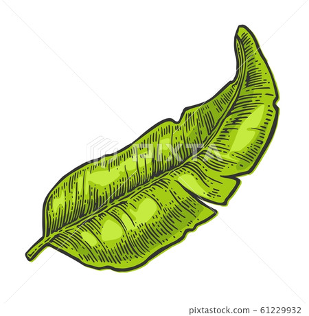 Two single and bunches of fresh banana with leaf. Two single and bunches of fresh banana with leaf. 61229932